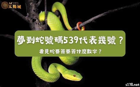 死鳥代表幾號|夢見各種夢所代表的樂透數字（動物篇），周公解夢大全查詢